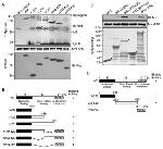 c-Myc Antibody in Western Blot (WB)