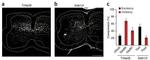 PAX2 Antibody in In Situ Hybridization (ISH)