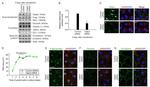 Occludin Antibody in Immunocytochemistry (ICC/IF)