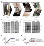HIV1 gp120 Polyclonal Antibody, HRP