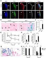 PAX7 Antibody in Immunocytochemistry (ICC/IF)