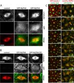GFP Antibody in Immunocytochemistry (ICC/IF)