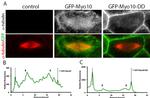 GFP Antibody in Immunocytochemistry (ICC/IF)