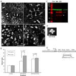 GFP Antibody in Immunocytochemistry (ICC/IF)