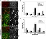 GFP Antibody in Immunocytochemistry (ICC/IF)