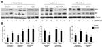 BMI-1 Antibody in Western Blot (WB)
