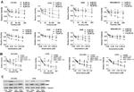 BMI-1 Antibody in Western Blot (WB)