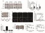 BMI-1 Antibody in Western Blot (WB)