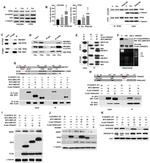 BMI-1 Antibody in Western Blot (WB)