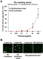 Tau Antibody in Immunocytochemistry, ELISA (ICC/IF, ELISA)