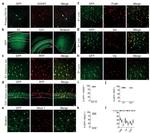 GFP Antibody in Immunohistochemistry (Frozen) (IHC (F))
