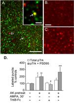 PSD-95 Antibody in Immunocytochemistry (ICC/IF)