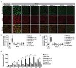 E-cadherin Antibody in Immunocytochemistry (ICC/IF)