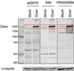 Dicer Antibody in Western Blot (WB)