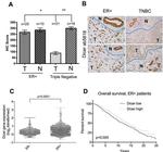 Dicer Antibody in Immunohistochemistry (IHC)