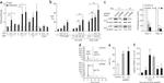Fetal Hemoglobin Monoclonal Antibody (HBF-1), APC
