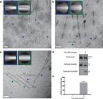 Tau Antibody in Western Blot (WB)