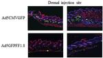GFP Antibody in Immunohistochemistry (IHC)