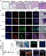 ZO-1 Antibody in Immunocytochemistry (ICC/IF)