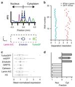 TurboGFP Antibody in Western Blot (WB)