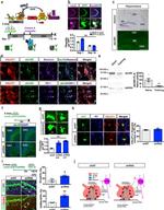 ZO-1 Antibody in Immunohistochemistry (IHC)