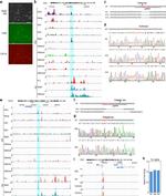 CD11b Antibody in Immunocytochemistry (ICC/IF)