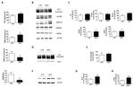 Tau Antibody in Western Blot (WB)