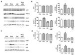 Tau Antibody in Western Blot (WB)