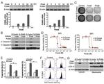 OxPhos Complex IV subunit IV Antibody in Western Blot (WB)