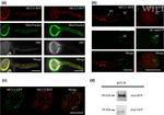 TagRFP Antibody in Western Blot (WB)