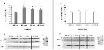 GLUT1 Antibody in Western Blot (WB)