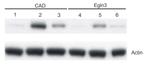 PHD3 Antibody in Western Blot (WB)