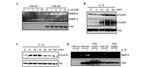 Phospho-FAK (Tyr397) Antibody in Western Blot (WB)