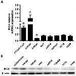 ING4 Antibody in Western Blot (WB)