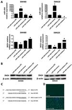 ING4 Antibody in Western Blot (WB)