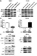ING4 Antibody in Western Blot (WB)