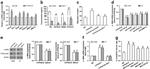 MMP9 Antibody in Neutralization (Neu)