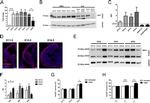 HuC/HuD Antibody in Immunocytochemistry (ICC/IF)