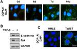 GAPDH Antibody in Western Blot (WB)