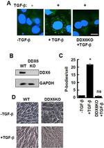 GAPDH Antibody in Western Blot (WB)