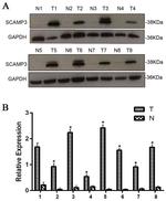 SCAMP3 Antibody in Western Blot (WB)