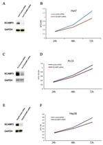 SCAMP3 Antibody in Western Blot (WB)