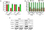 TCF7L2 Antibody in Western Blot (WB)