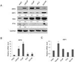 Transferrin Receptor Antibody in Western Blot (WB)