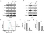 Transferrin Receptor Antibody in Western Blot (WB)