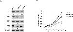 Transferrin Receptor Antibody in Western Blot (WB)