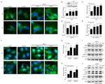 ING4 Antibody in Western Blot (WB)