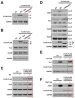 DYKDDDDK Tag Antibody in Western Blot (WB)