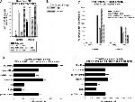 PTPN13 Antibody in Western Blot (WB)