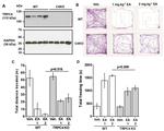 GAPDH Antibody in Western Blot (WB)